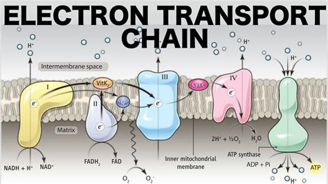 electron transport chain slideshare|Oxidative phosphorylation and electron transport chain .